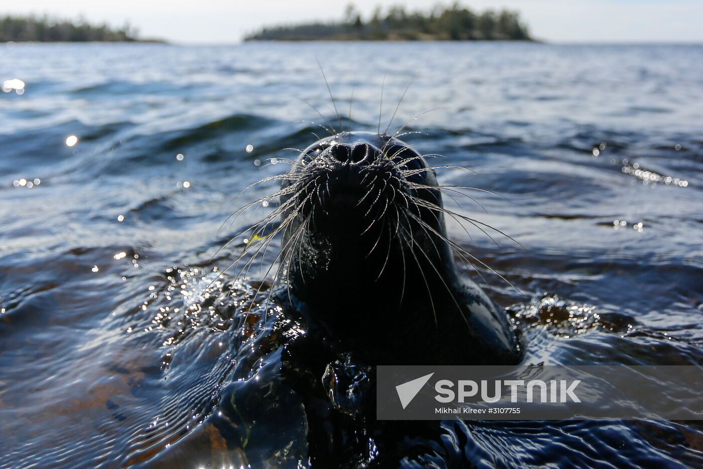 Kroshik the baby seal released into Lake Ladoga from Valaam Island
