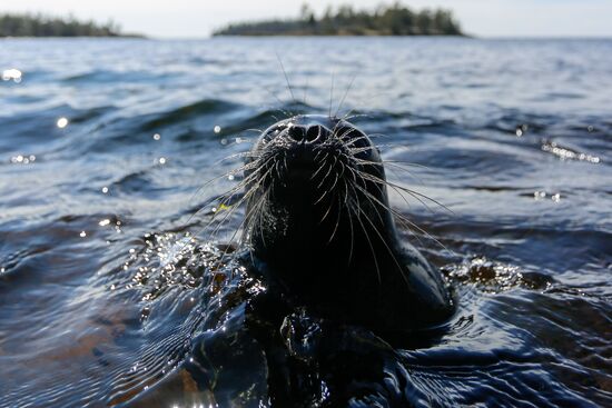 Kroshik the baby seal released into Lake Ladoga from Valaam Island