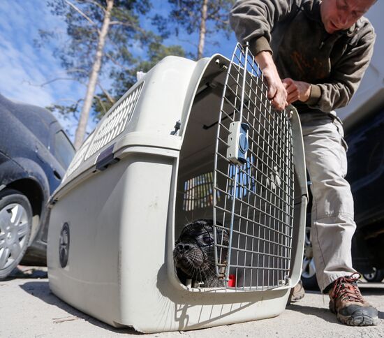 Kroshik the baby seal released into Lake Ladoga from Valaam Island