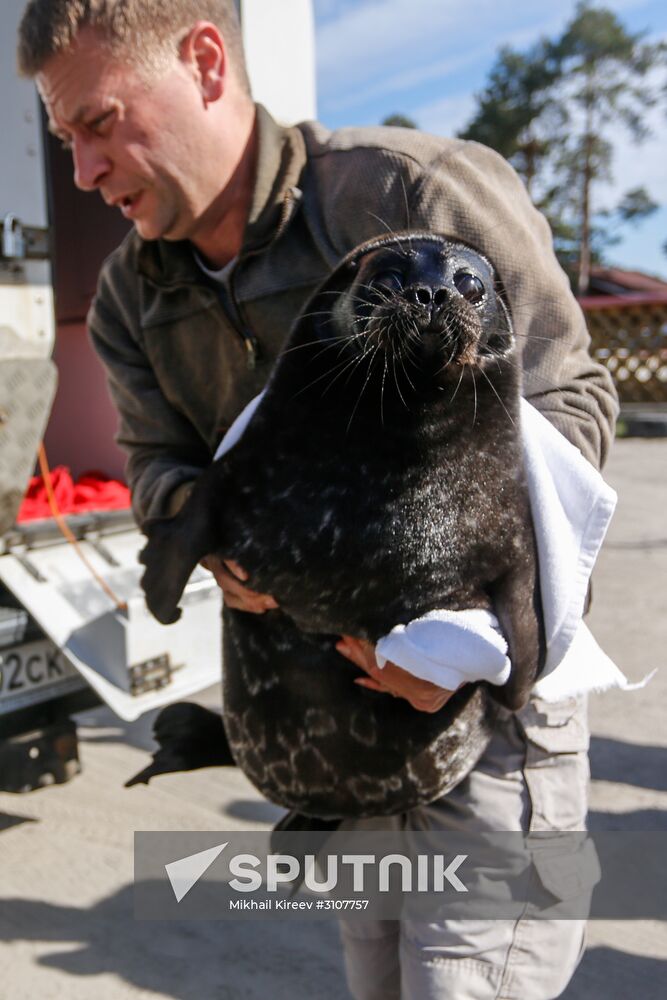 Kroshik the baby seal released into Lake Ladoga from Valaam Island