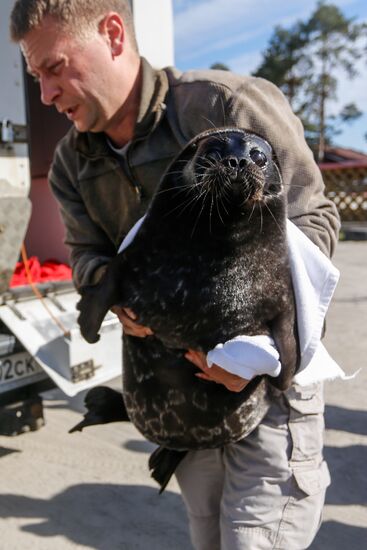 Kroshik the baby seal released into Lake Ladoga from Valaam Island