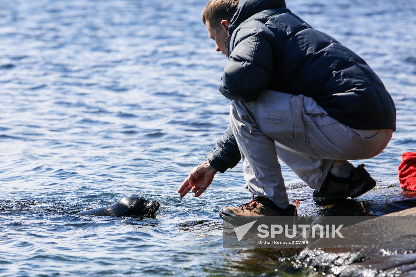 Kroshik the baby seal released into Lake Ladoga from Valaam Island