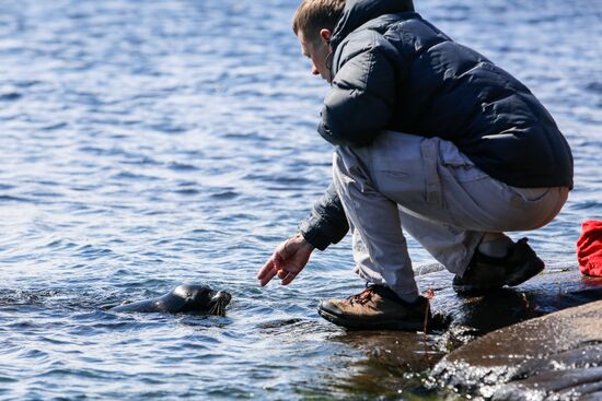 Kroshik the baby seal released into Lake Ladoga from Valaam Island