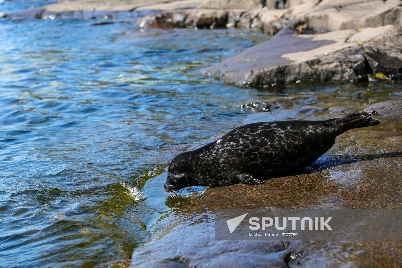 Kroshik the baby seal released into Lake Ladoga from Valaam Island
