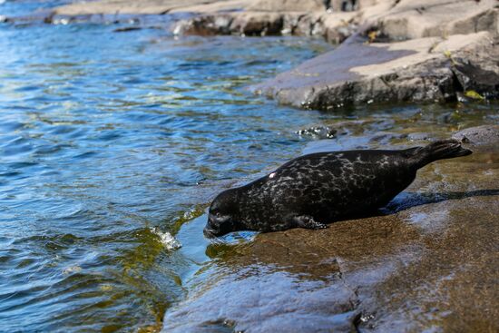 Kroshik the baby seal released into Lake Ladoga from Valaam Island