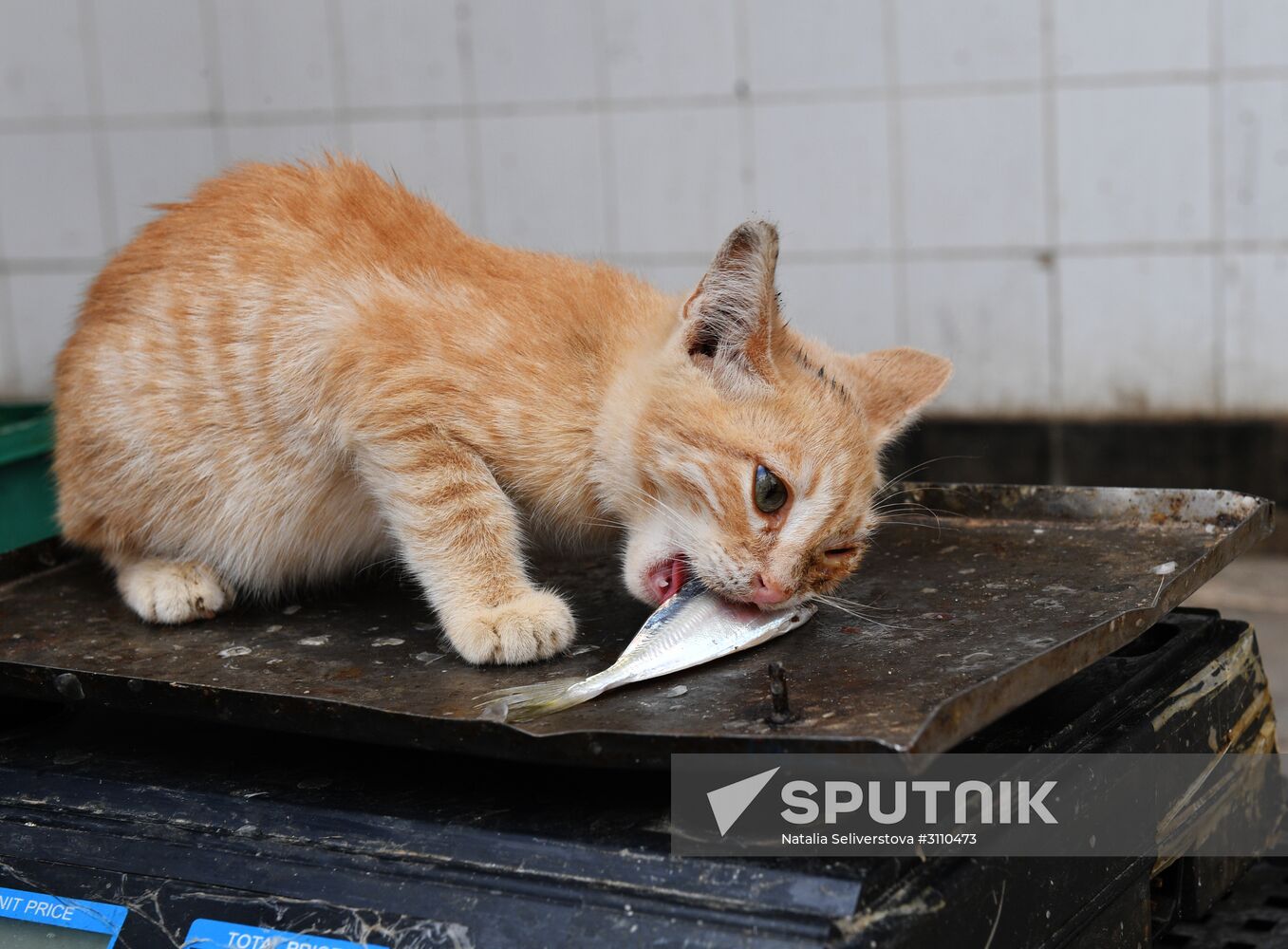 Market on Djerba island, Tunisia