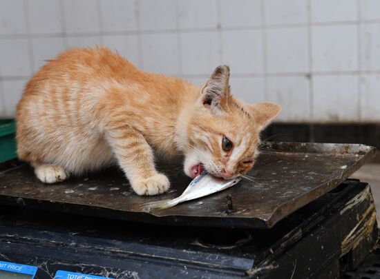 Market on Djerba island, Tunisia