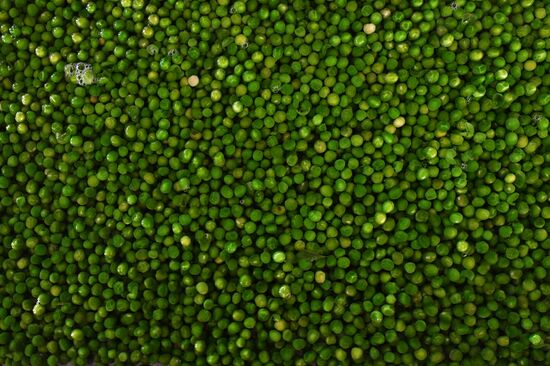 Canned food manufacturing in Damascus