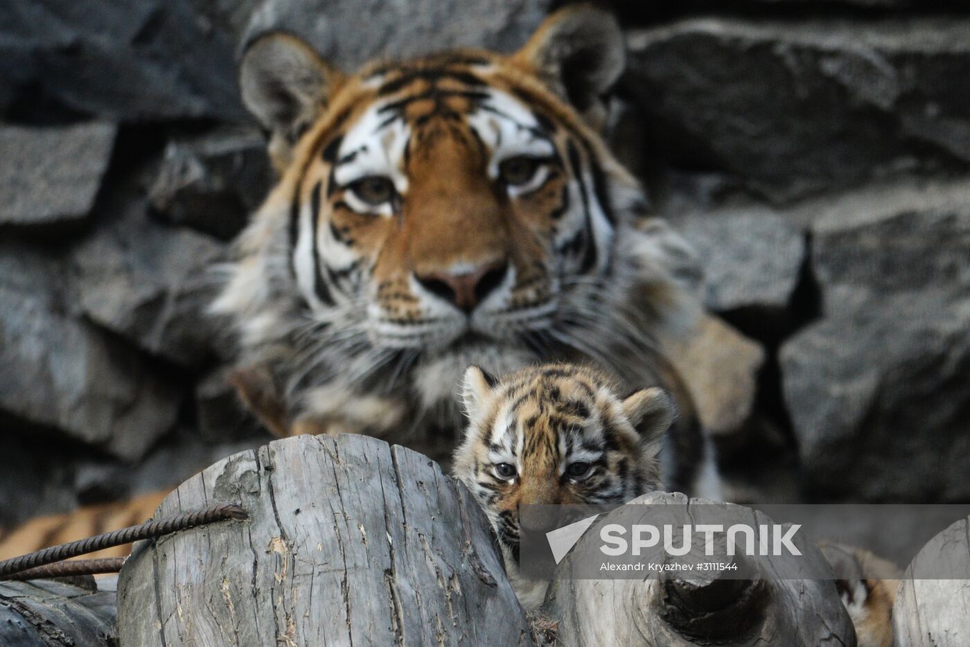 Tiger cubs born at Novosibirsk Zoo