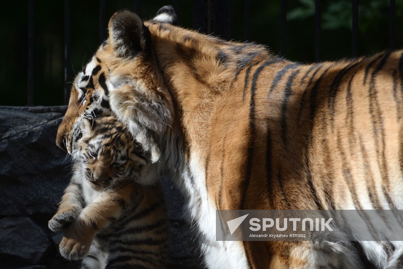 Tiger cubs born at Novosibirsk Zoo