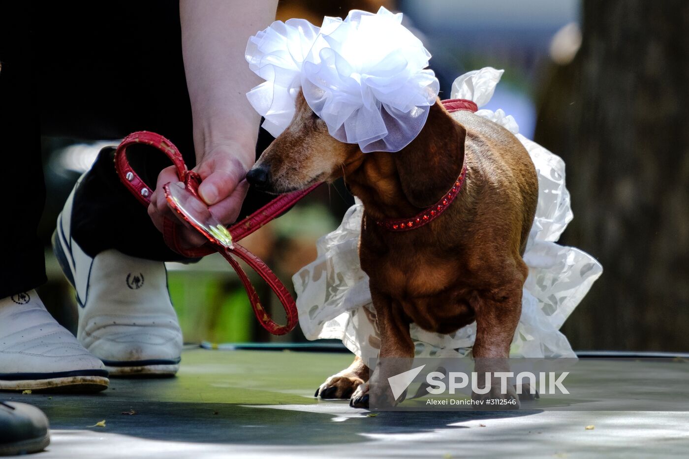 Dachshund Parade in St. Petersburg