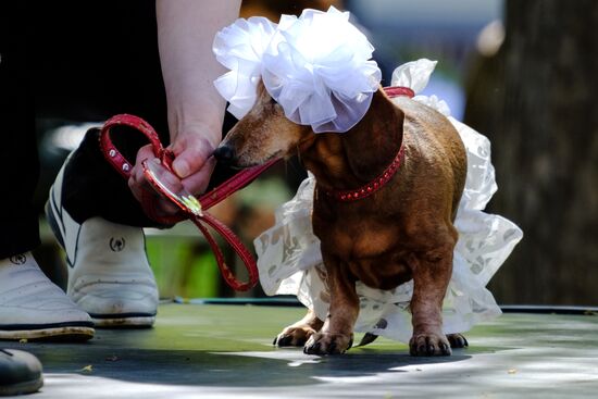 Dachshund Parade in St. Petersburg