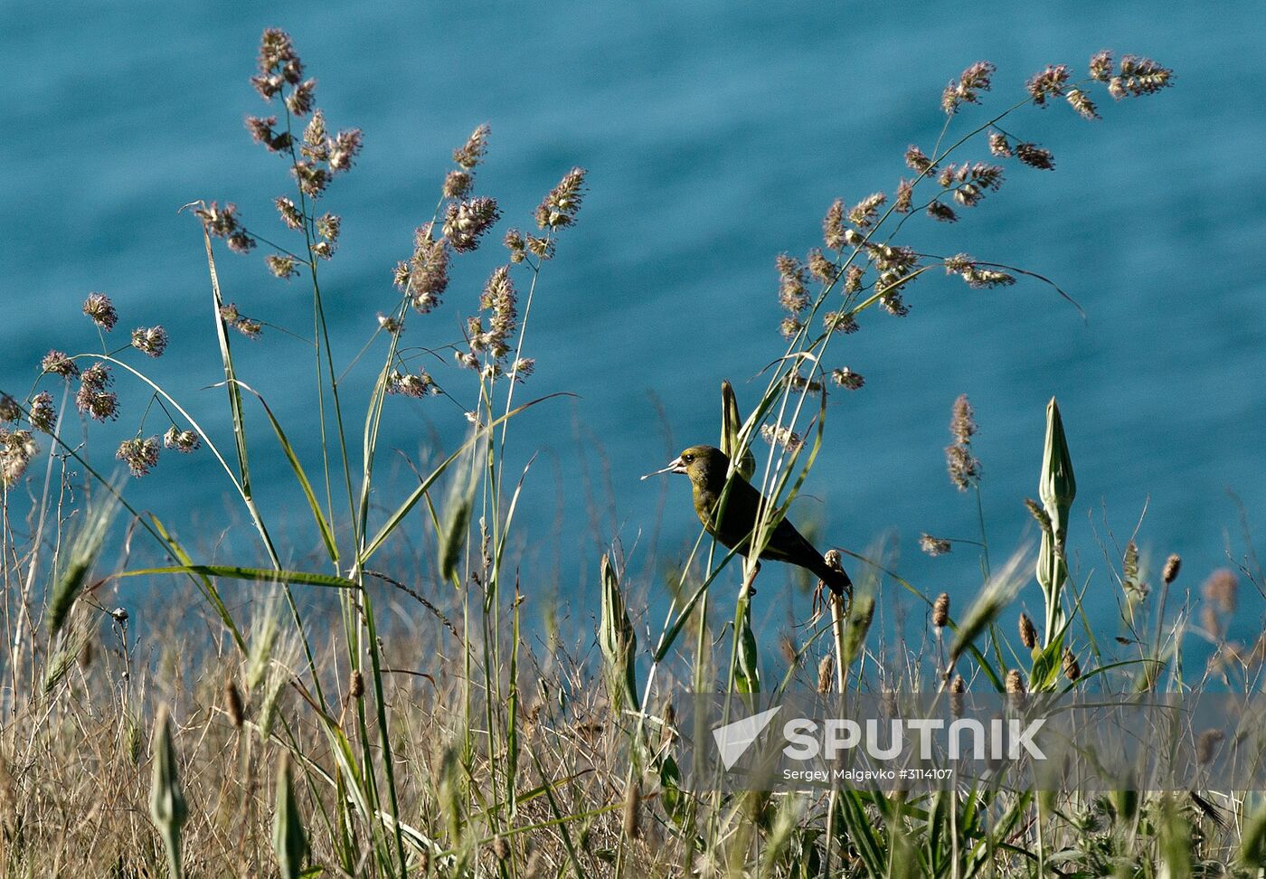 Karadag nature reserve in Crimea