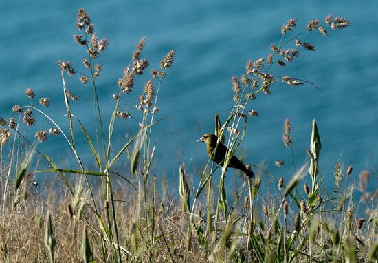 Karadag nature reserve in Crimea