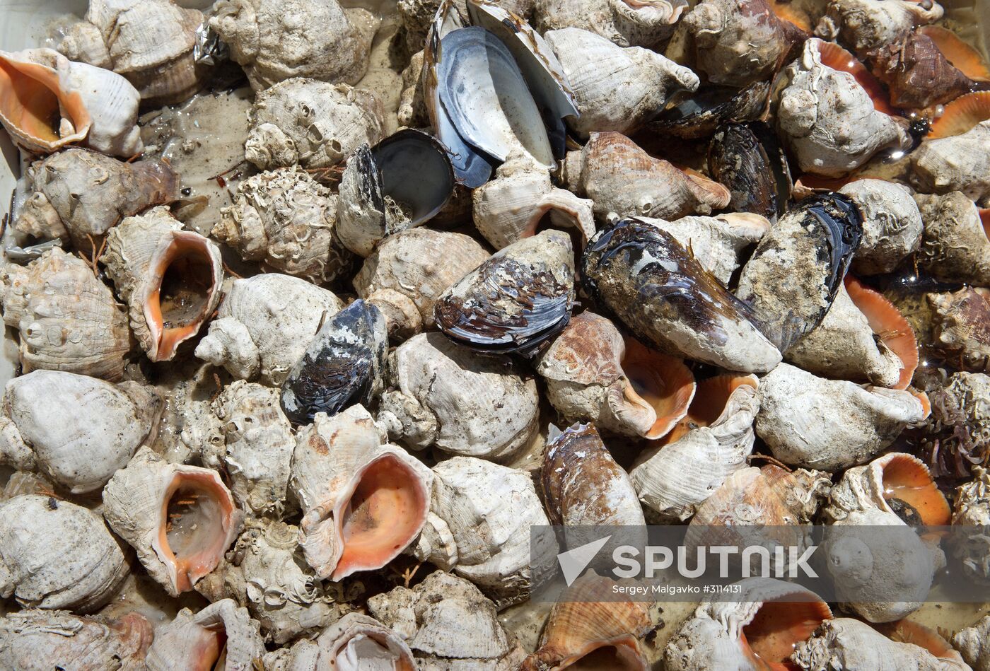 Karadag nature reserve in Crimea