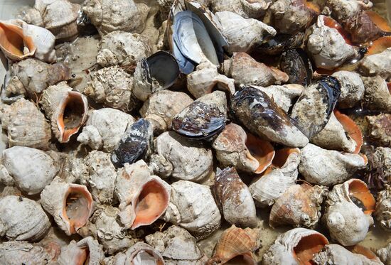 Karadag nature reserve in Crimea