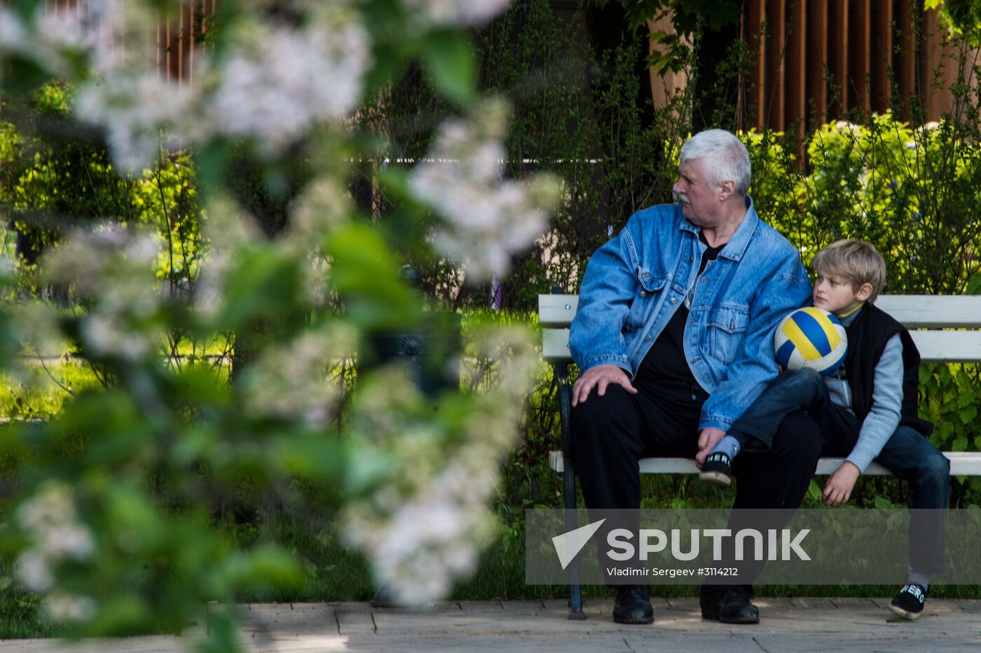 Lilac bushes bloom in Moscow