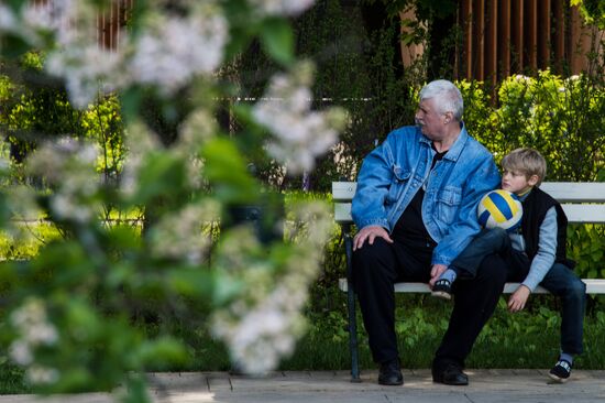 Lilac bushes bloom in Moscow