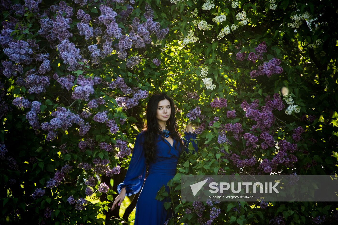 Lilac bushes bloom in Moscow