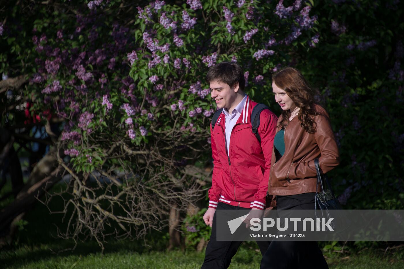Lilac bushes bloom in Moscow