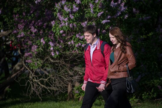 Lilac bushes bloom in Moscow
