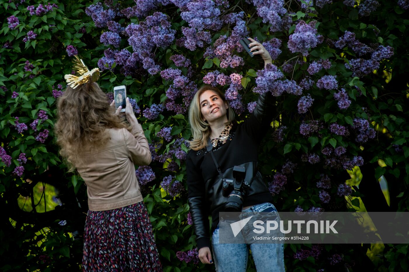 Lilac bushes bloom in Moscow