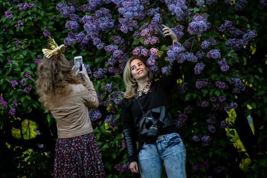Lilac bushes bloom in Moscow