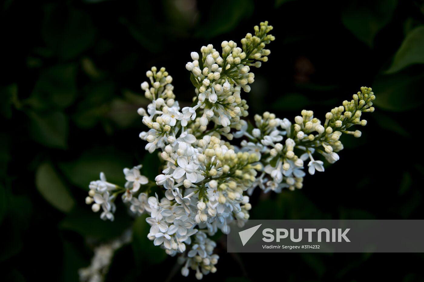 Lilac bushes bloom in Moscow