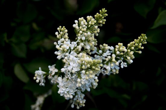 Lilac bushes bloom in Moscow