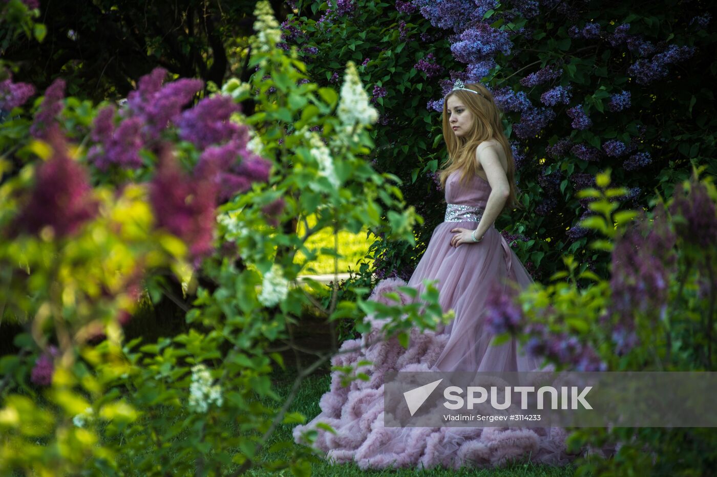 Lilac bushes bloom in Moscow