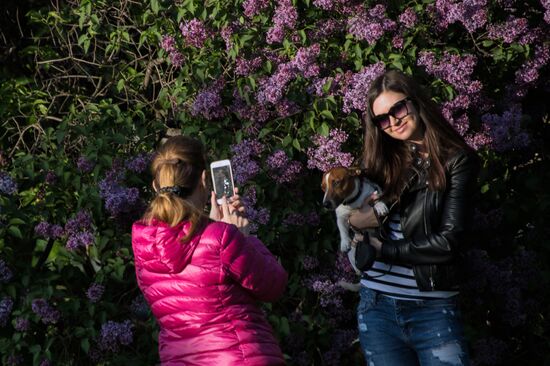 Lilac bushes bloom in Moscow