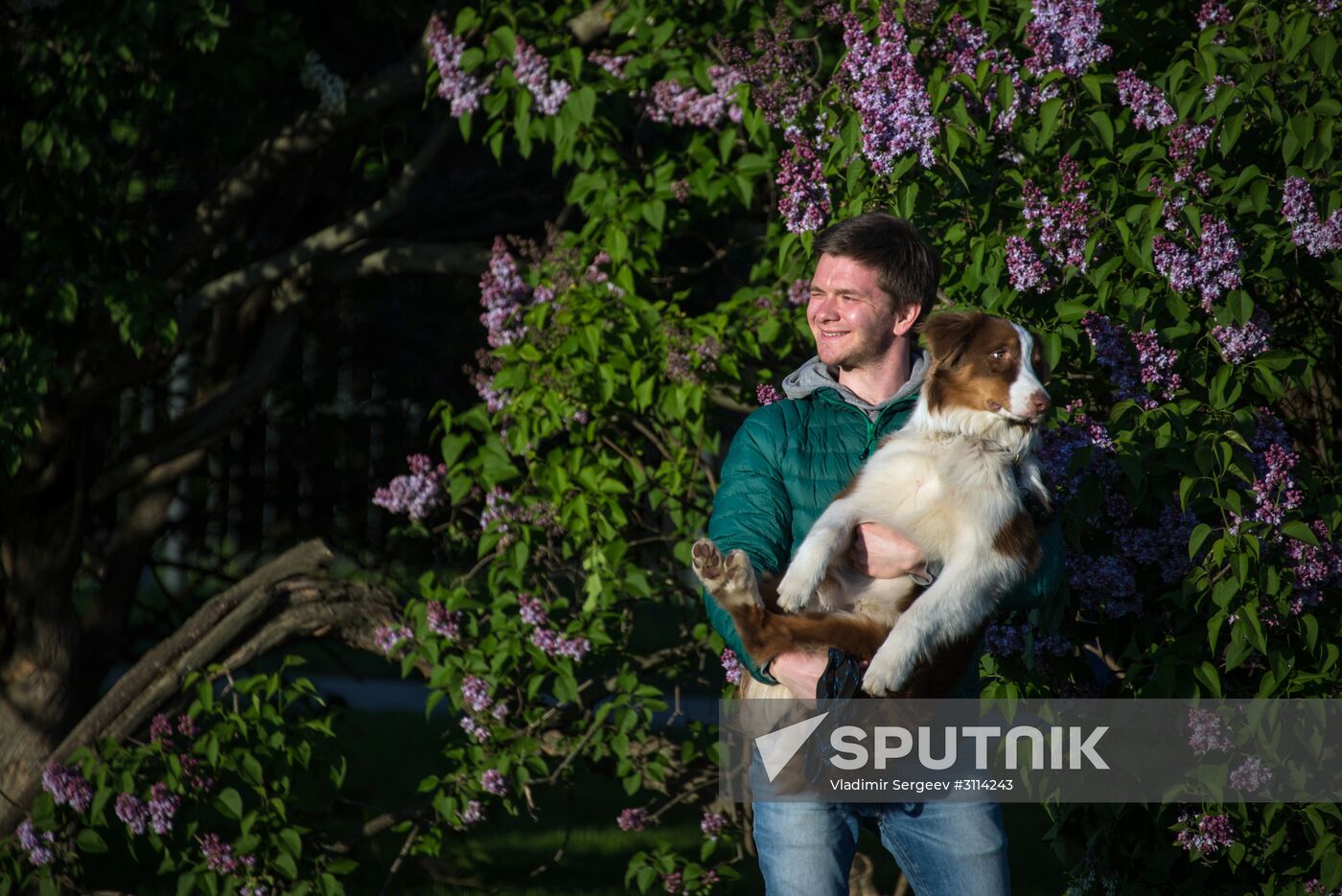 Lilac bushes bloom in Moscow