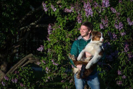 Lilac bushes bloom in Moscow