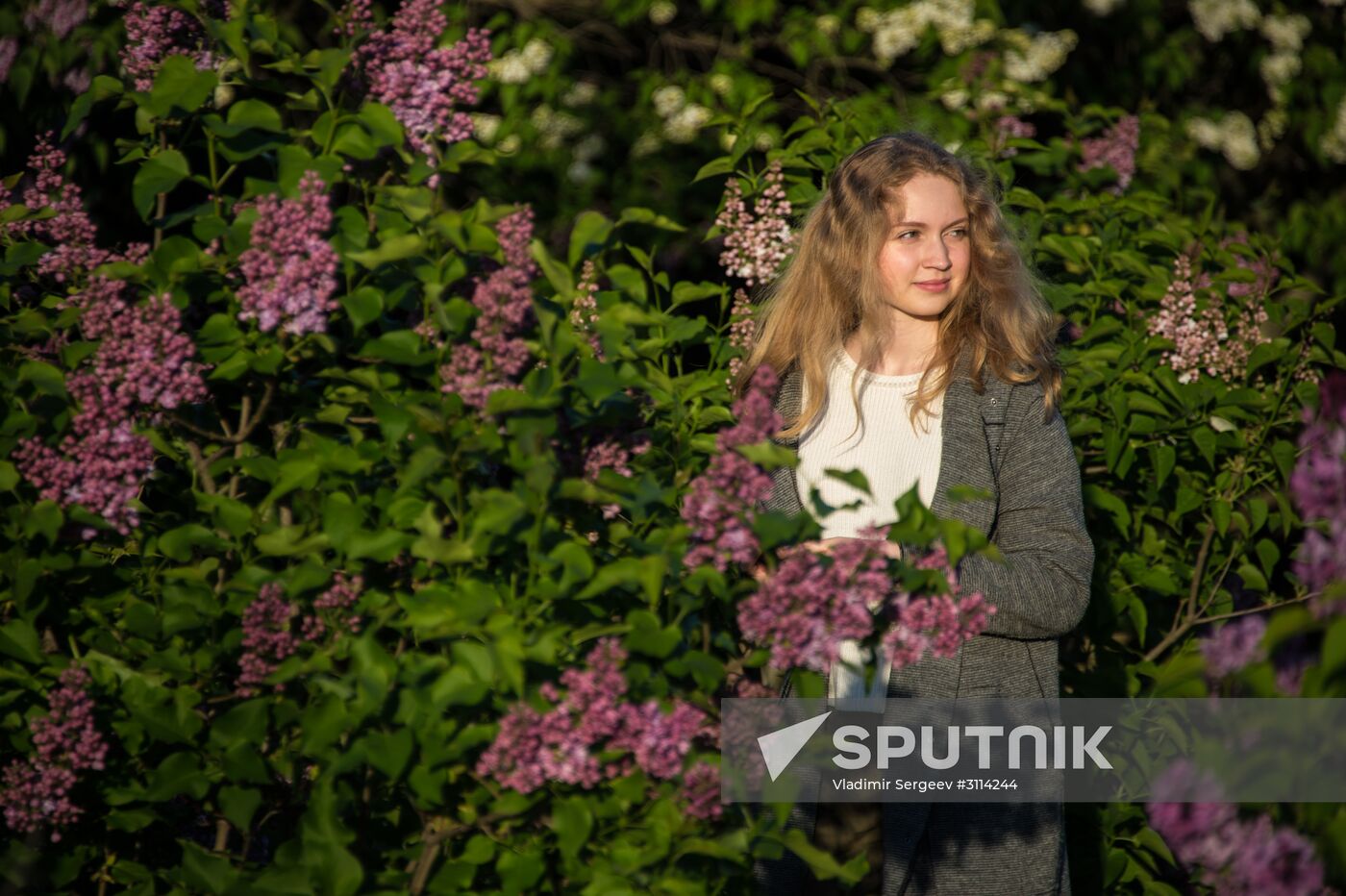 Lilac bushes bloom in Moscow