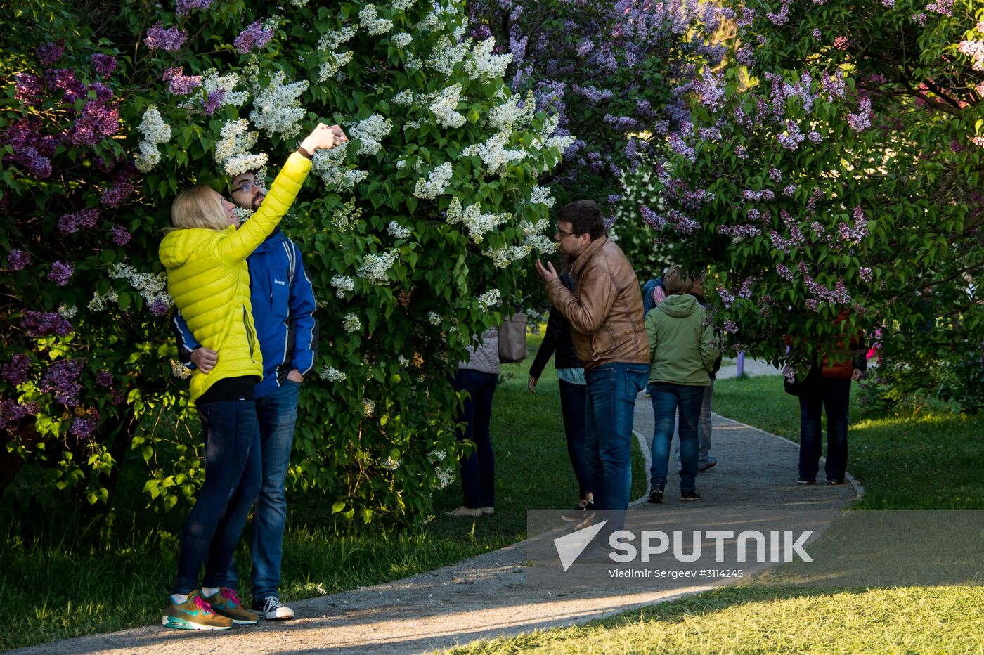 Lilac bushes bloom in Moscow