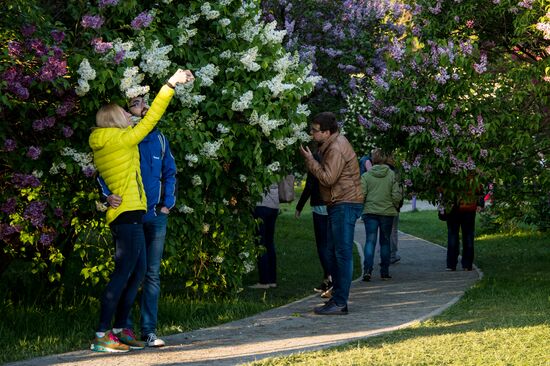 Lilac bushes bloom in Moscow