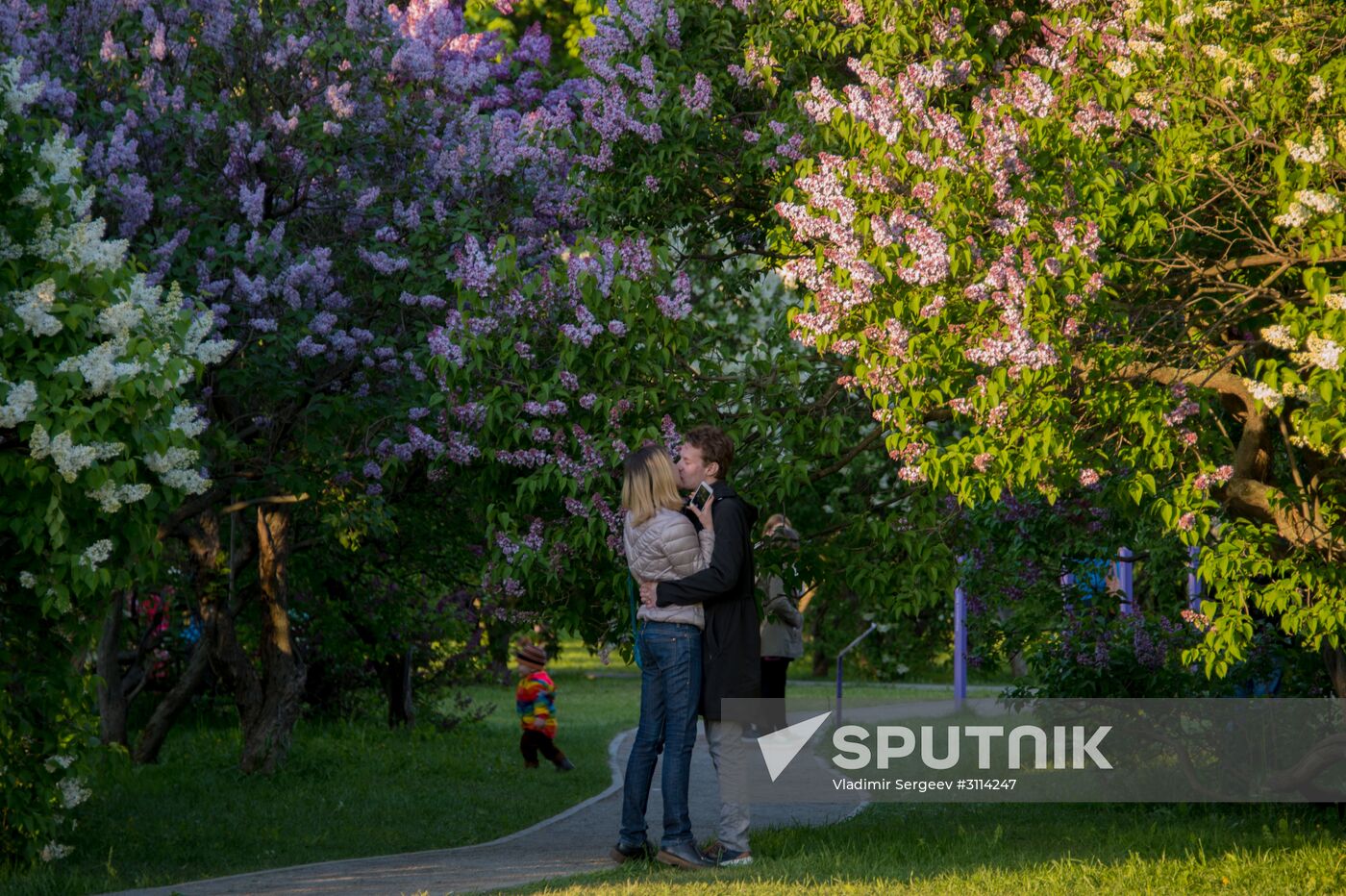 Lilac bushes bloom in Moscow