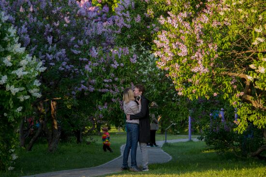 Lilac bushes bloom in Moscow