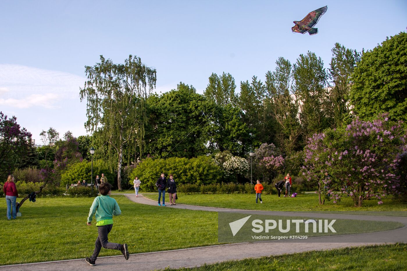 Lilac bushes bloom in Moscow