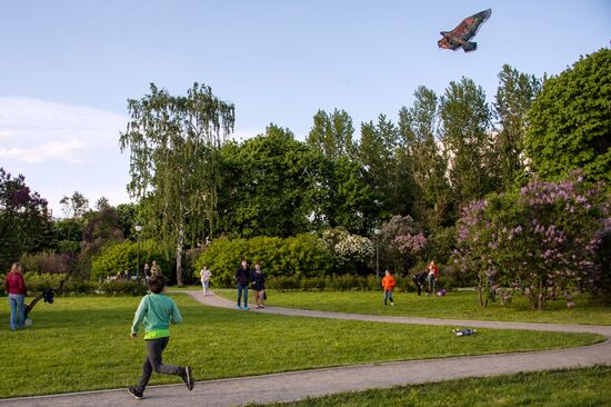 Lilac bushes bloom in Moscow