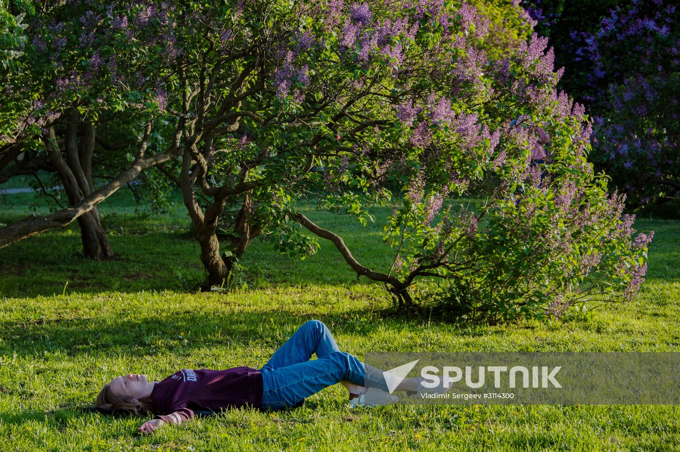 Lilac bushes bloom in Moscow