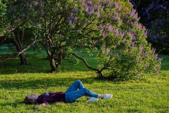 Lilac bushes bloom in Moscow