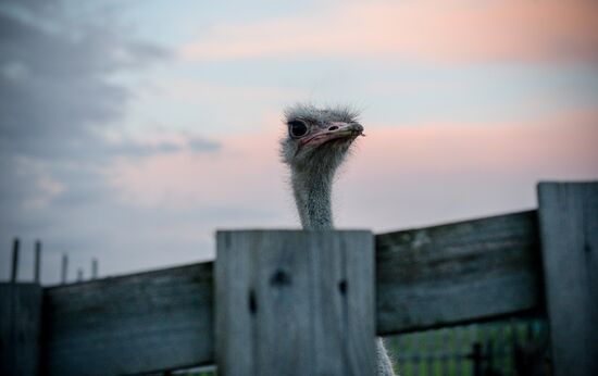 Golod's pyramid on Novorizhskoye Motorway destroyed by storm