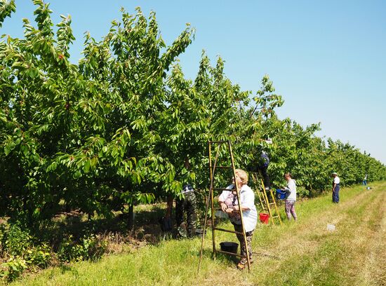 Picking cherries in Krasnodar Territory