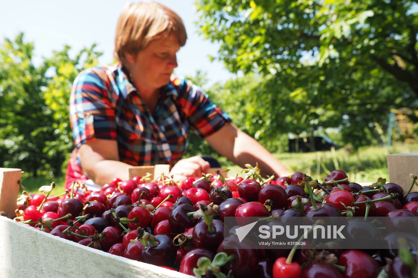 Picking cherries in Krasnodar Territory