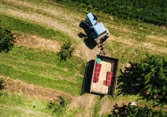 Picking cherries in Krasnodar Territory
