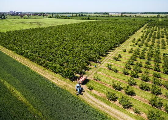 Picking cherries in Krasnodar Territory