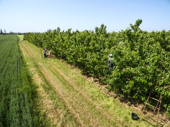 Picking cherries in Krasnodar Territory