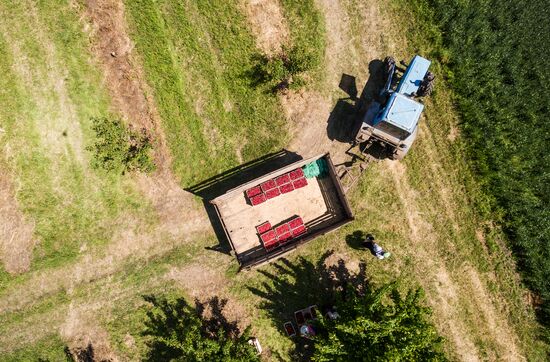 Picking cherries in Krasnodar Territory