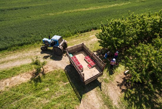 Picking cherries in Krasnodar Territory